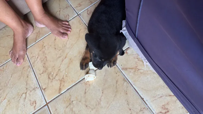 Filhote Hottweiler