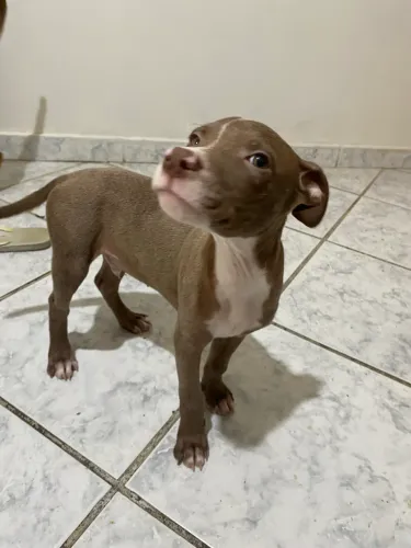 Filhote Pitbull 3 meses 