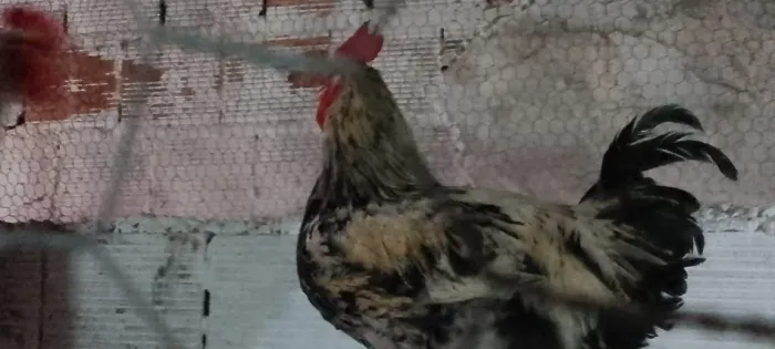 Frangos diversas raças