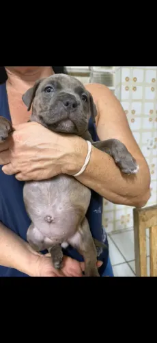American bully fêmea !!