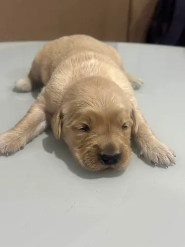 Filhote Golden Retriever c/Pedigree