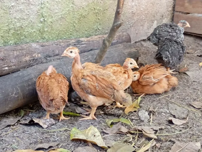 Galinha