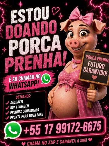 Doação de porca prenha 