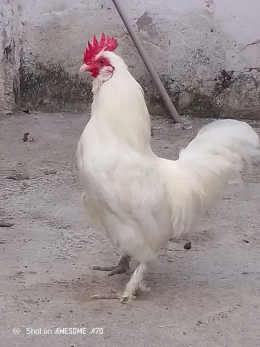 Galo garnizé com Brahma (vacinado)