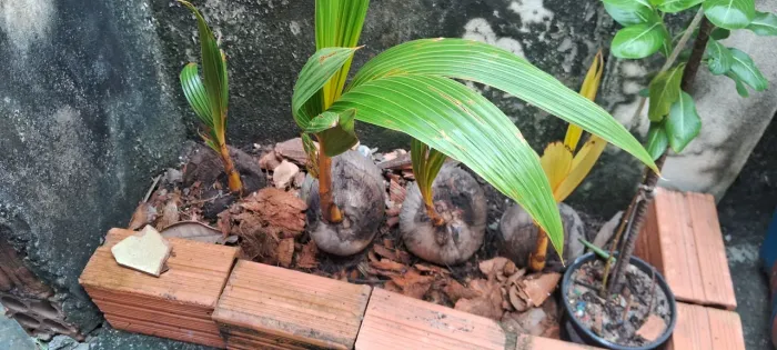 Vendo mudas de coco da praia