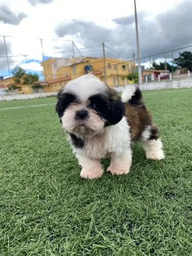 Filhotes de Shihtzu com pedigree 