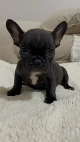 Bulldog francês macho