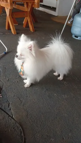 Spirit alemão anão somente hoje