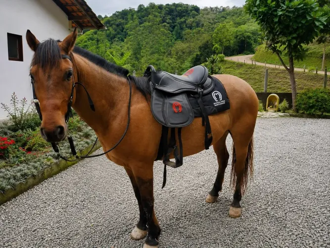 Cavalo Criolo