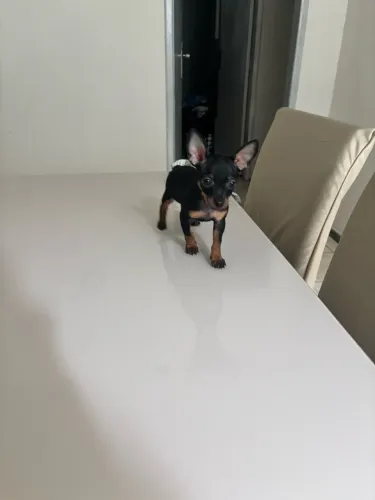 Cachorro pinscher