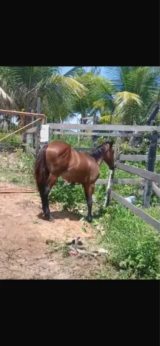 Potro mestico de mangalarga 