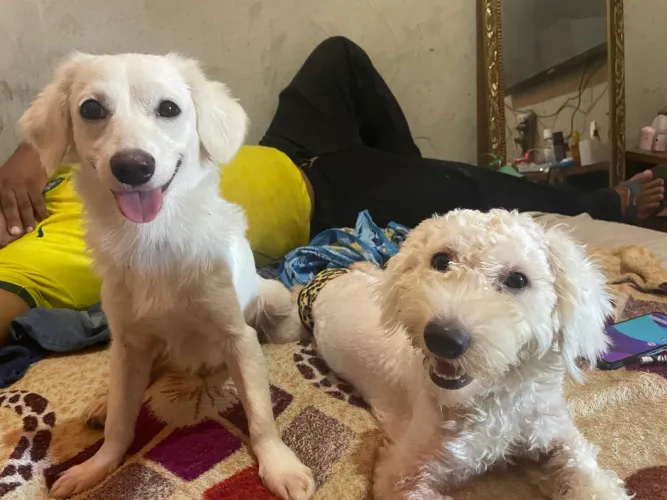 Doar cachorros