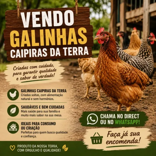 Galinhas d pintos novos da terra