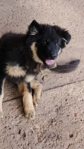 Chow Chow/pastor alemão 