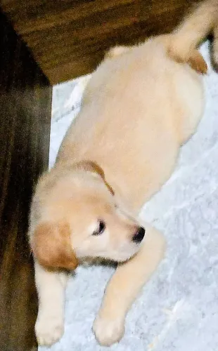 Filhotes de golden Retriever 