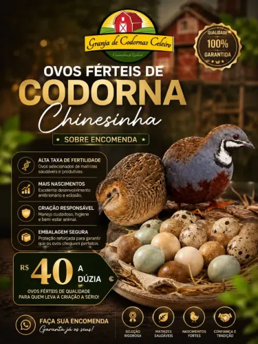CODORNA CHINESINHA
