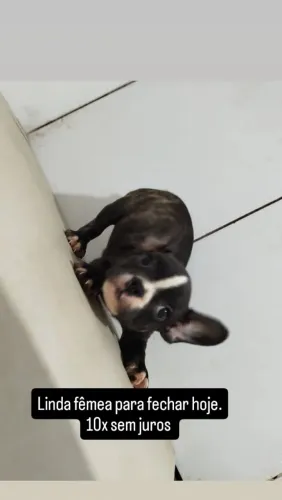 Bulldogue fêmea 