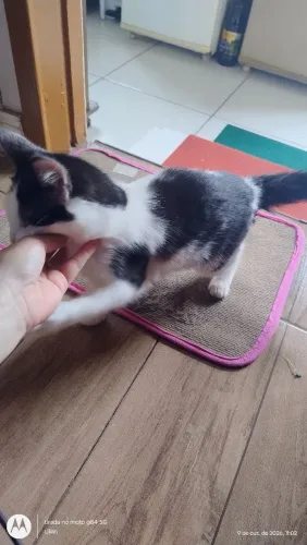 Gatinha fêmea para doação