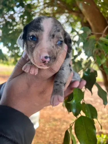 Basset/linguicinha/cofap/teclei ( leia o anuncio)
