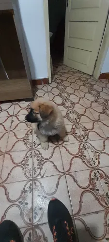Vendo filhotes de pastor alemao com labrador 