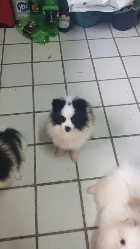 Lindos filhotes Spitz alemão machos