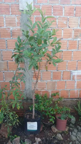 ? GOIABEIRA VERMELHA - APROX. 2 METROS ?
