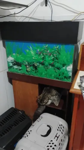 Aquário pequeno