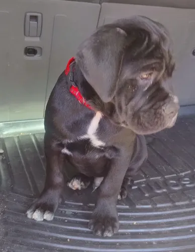 Filhotes Cane corso