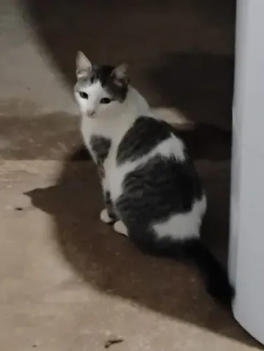 Doação responsável, gatinha fofa ?
