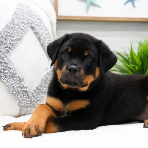 Rottweiler | Entrega imediata disponível