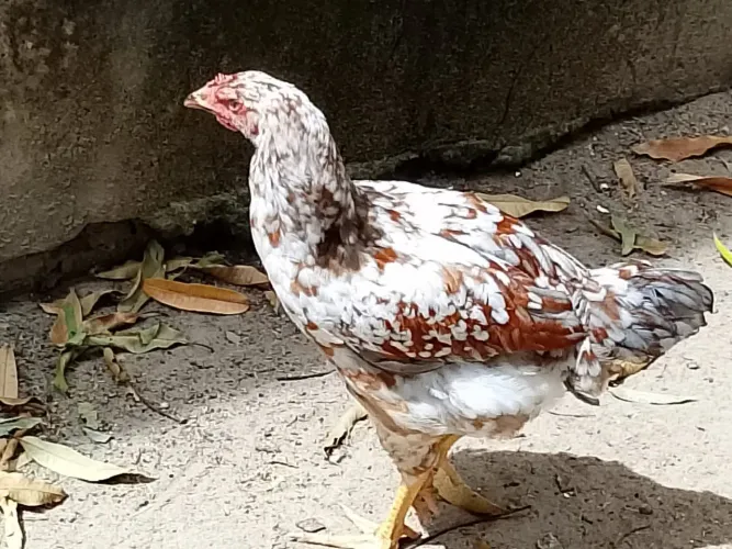 Galinha GSB mil flores 