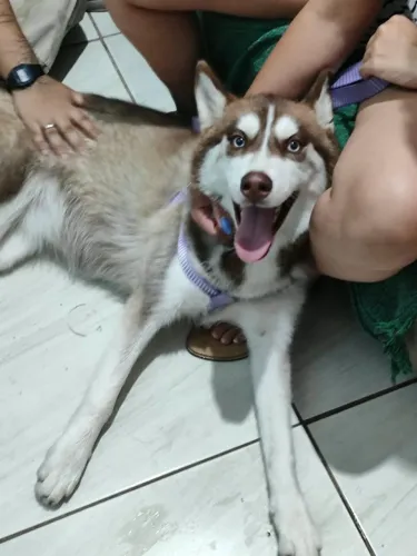 Husky siberiano