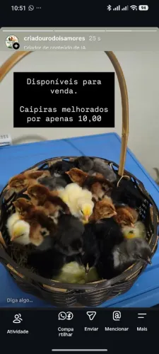 Pintinhos caipiras melhorados