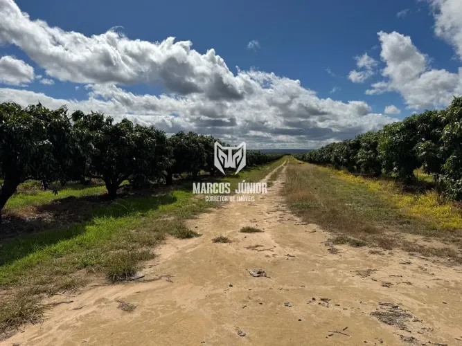 FAZENDA DE PLANTIO DE FRUTAS MANGA ABACATE E CAFE NO NORTE DE MINAS EM PRODUTIVIDADE 960 H
