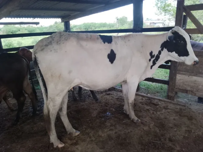 Novilha primeira cria holandesa