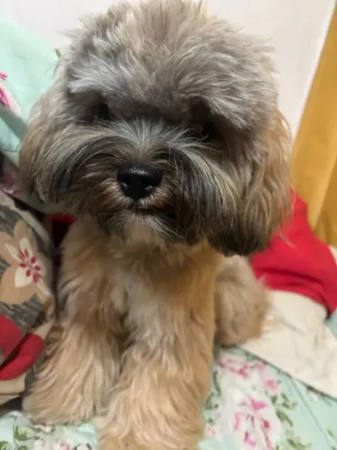 Vendo filhotes de Shitzu com yorkshire
