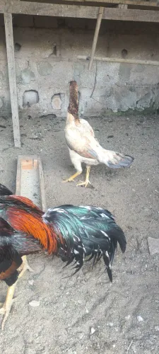 Galinha índia