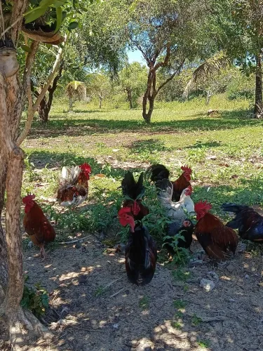 MINI GALOS DISPONÍVEIS 