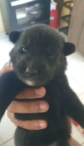 Pastor belga malinois filhote