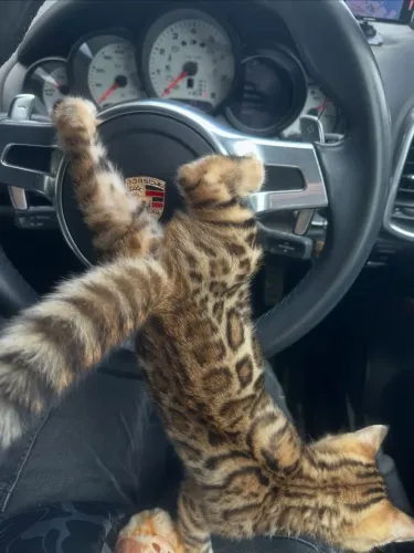 Bengal Cat 