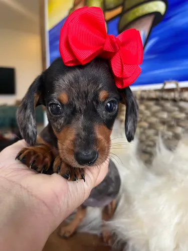 Dachshund miniatura 