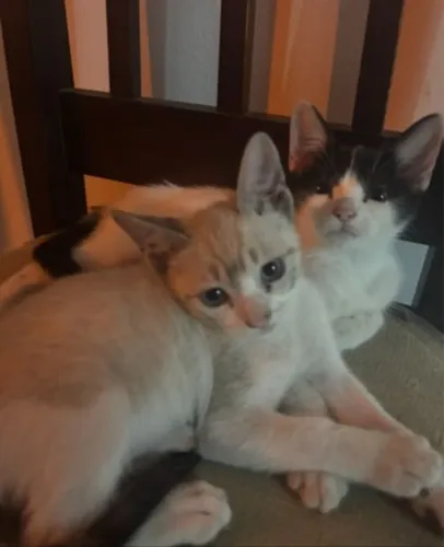 gatos pra adocao