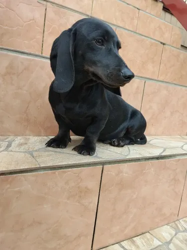 Linguicinha