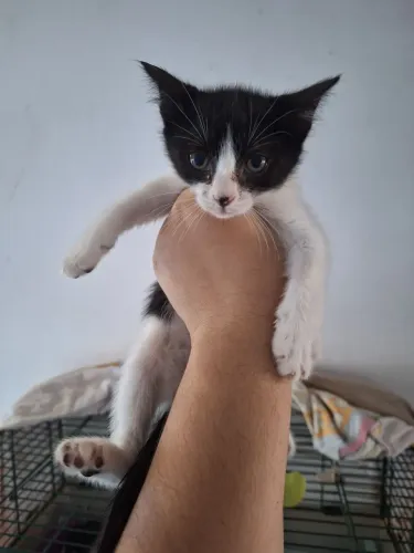 Adoção de gatos de 2 meses 