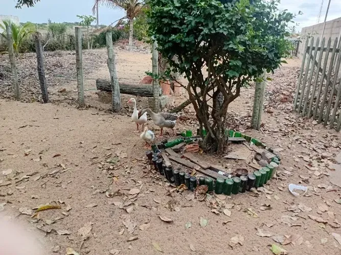 Ovos de gansa patrulheira