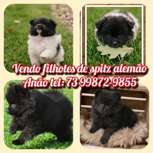VENDO FILHOTES DE SPITZ ALEMÃO (anão)