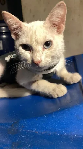 Gatinha fêmea castrada