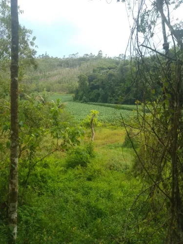 Sítio na região de jucu bacelos 4 Alqueires 