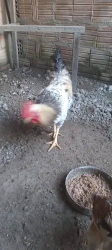 Frango rodelan