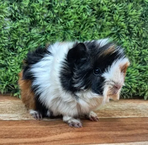 Porquinho da india